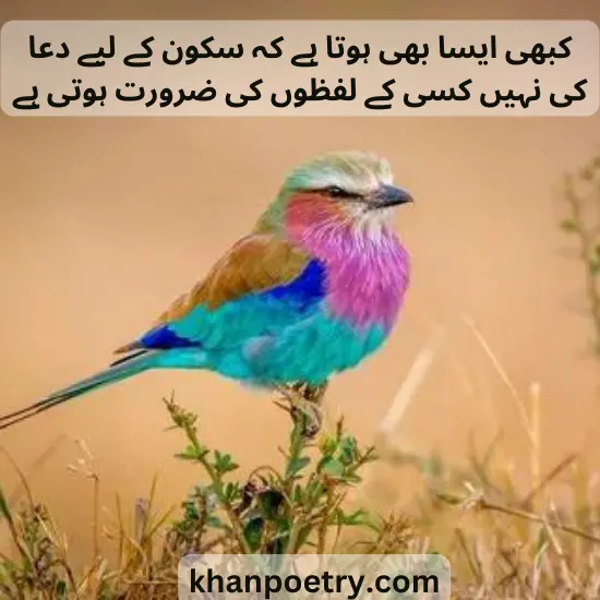 Love Sukoon poetry in Urdu